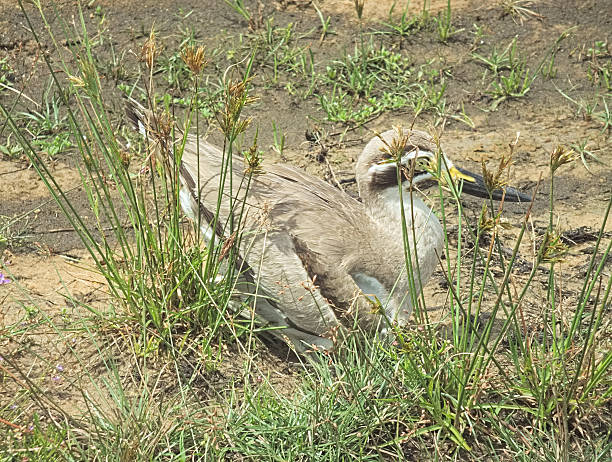 istock Great Stone Curlew, or 