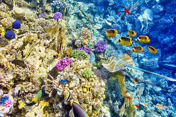 istock Underwater world with corals and tropical fish. 471598102