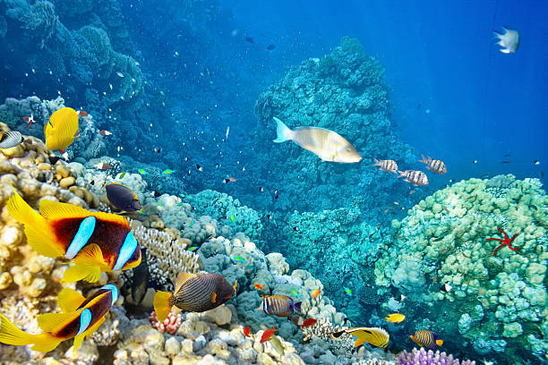 istock Underwater world with corals and tropical fish. 471598110