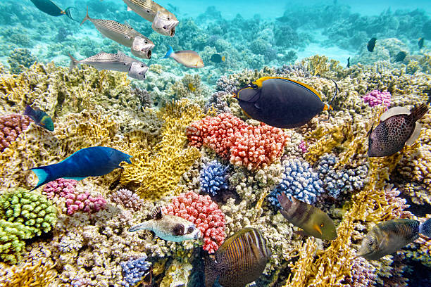 istock Underwater world with corals and tropical fish. 471598112
