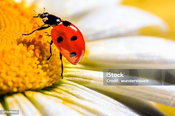 Foto de Detalhe De Joaninha Em Uma Flor e mais fotos de stock de Amarelo - Amarelo, Arbusto, Asa animal