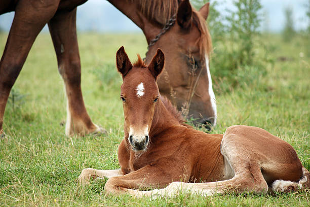 istock foal and horse on pasture 471598500