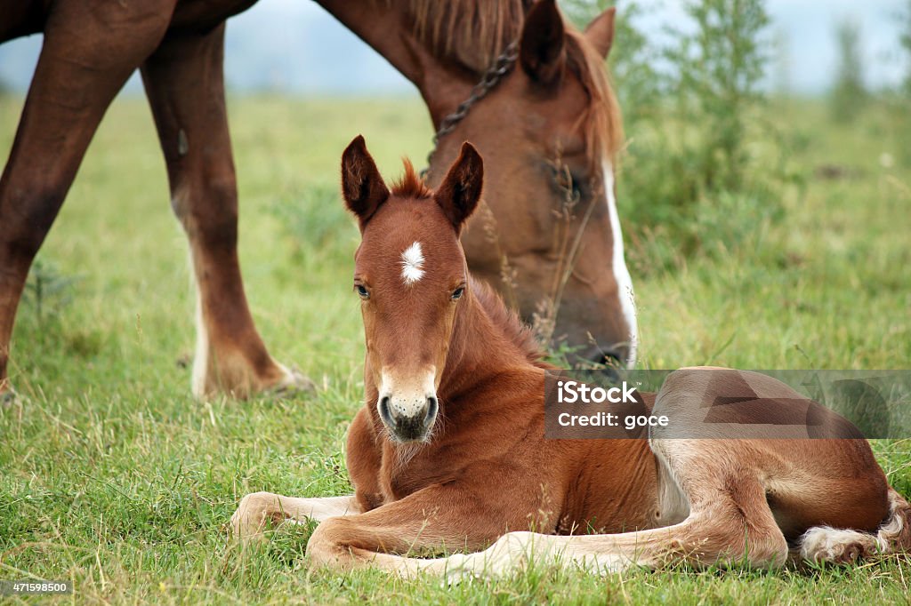 foal and horse on pasture 2015 Stock Photo