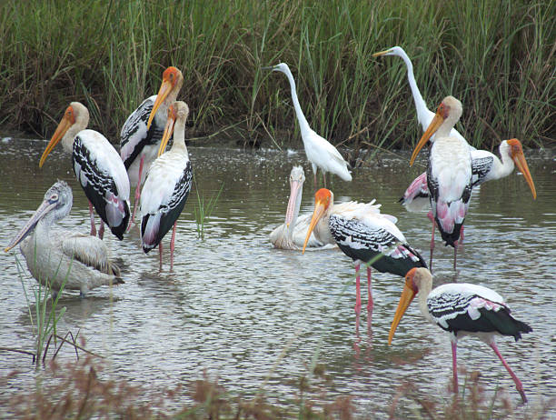 istock Flock of Painted Storks, Spot-billed Pelicans and Egrets Feeding Intensely 471598908