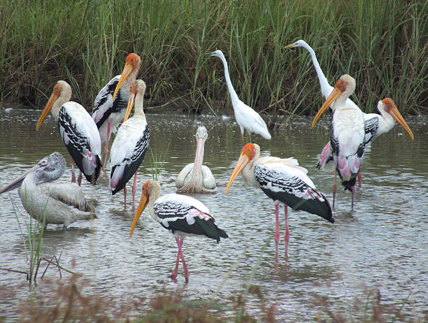 istock Flock of Painted Stork Feeding Intensely 471598910