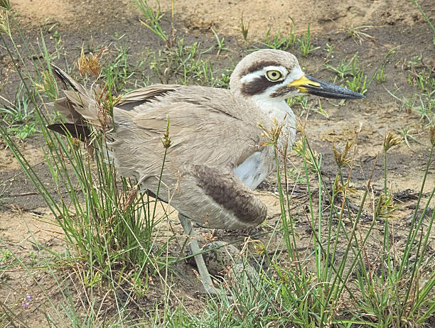 istock Great Stone Curlew, or 