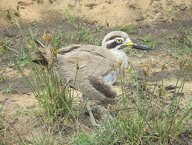 istock Great Stone Curlew, or 