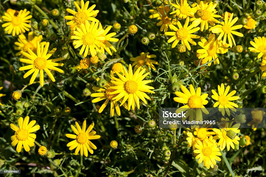 Many yellow camomile Many yellow camomile are standing on green meadow Beauty In Nature Stock Photo