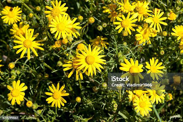 Many Yellow Camomile Stock Photo - Download Image Now - Beauty In Nature, Botany, Chamomile Plant