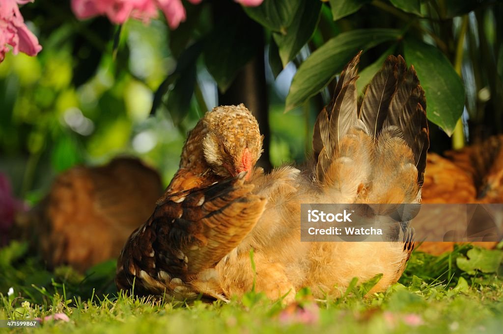 Poulet nettoyage elle-même - Photo de Agriculture libre de droits