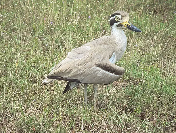 thick-knee, great stone curlew, stone curlew, ruse, broken wing, grasses, grass, dry grass, ground, gallinaceous, sunshine.