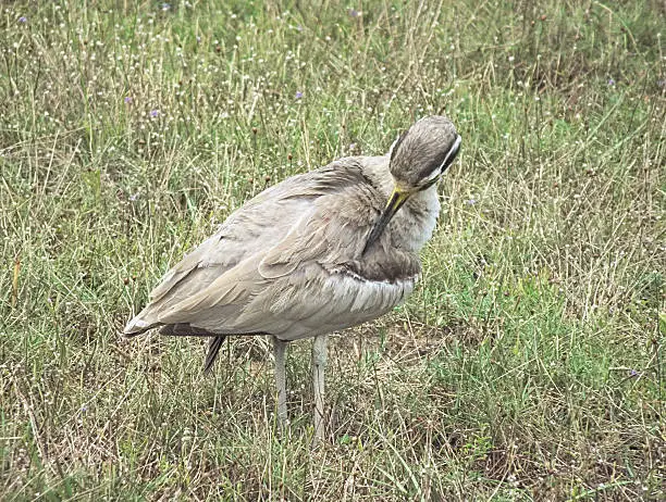 A Thick-knee tries to lure intruders away from its eggs by pretending to have a broken wing and trying to tempt the intruder to try to follow it - away from the eggs lying on the ground near some grasses.
