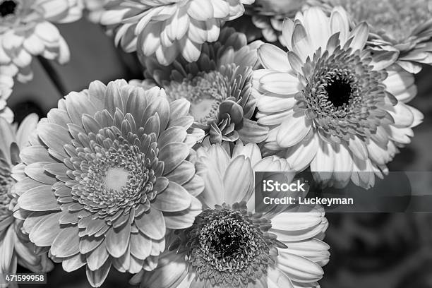 Black And White Flowers Stock Photo - Download Image Now - 2015, Arrangement, Beauty In Nature