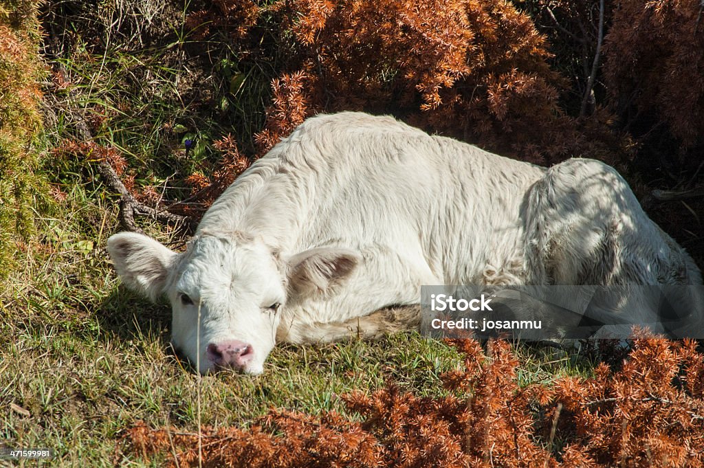 Pantorrilla - Foto de stock de Animal libre de derechos