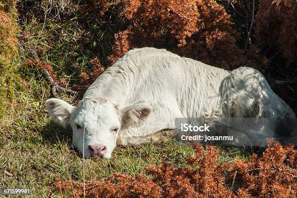 Photo libre de droit de Veau banque d'images et plus d'images libres de droit de Animal nouveau-né - Animal nouveau-né, Bovin, Faune