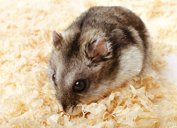 istock Djungarian hamster in sawdust 471600074