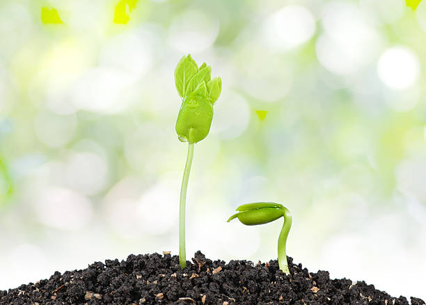 istock Small plant on pile of soil 471600082