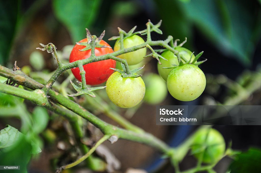 Tomates cherry en el jardín - Foto de stock de Agricultura libre de derechos