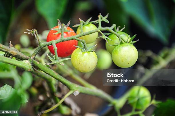 Tomates Cherry En El Jardín Foto de stock y más banco de imágenes de Agricultura - Agricultura, Alimento, Amarillo - Color