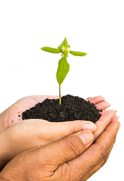 due persone che tiene una pianta - symbols of peace child human hand seedling foto e immagini stock