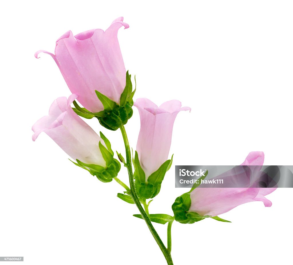 Campanula isolato su sfondo bianco - Foto stock royalty-free di Bellezza