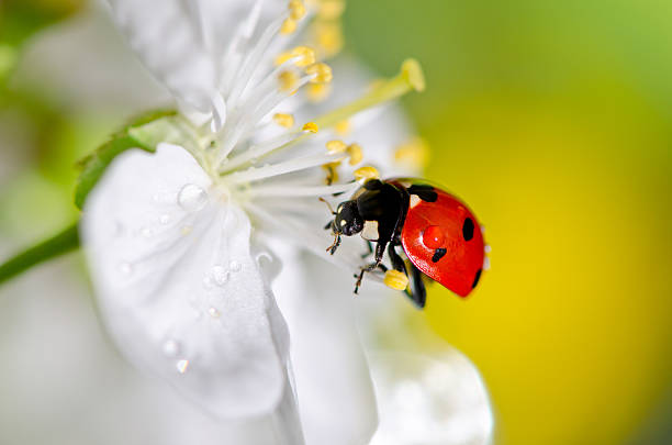 istock Ladybug on a white flower and bright background 471600600