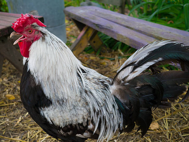 Gama de pollo en pequeñas explotaciones - foto de stock