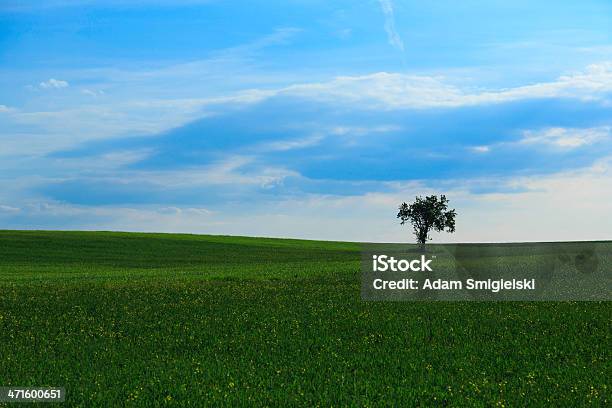 Photo libre de droit de Arbre Solitaire Dans Un Champ Vert banque d'images et plus d'images libres de droit de Agriculture - Agriculture, Arbre, Beauté de la nature