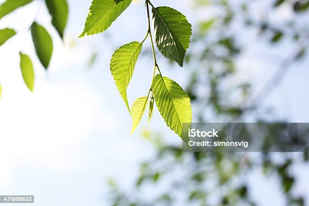 Blätter Stockfoto und mehr Bilder von Ast - Pflanzenbestandteil - Ast - Pflanzenbestandteil, Baum, Fotografie