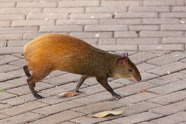 агути - agouti стоковые фото и изображения