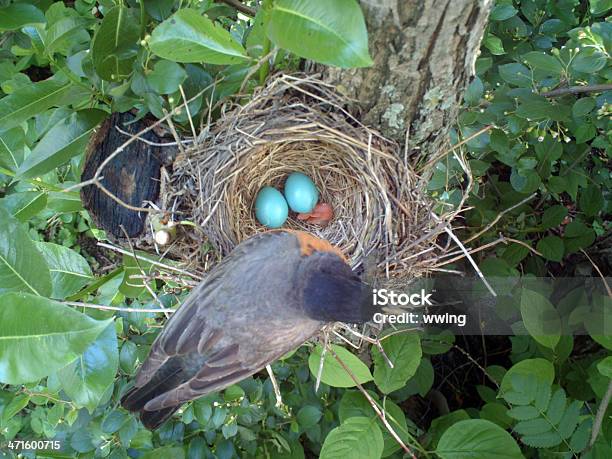 Robin En Su Nest Foto de stock y más banco de imágenes de Petirrojo - Petirrojo, Huevo - Etapa de animal, Nido de animal