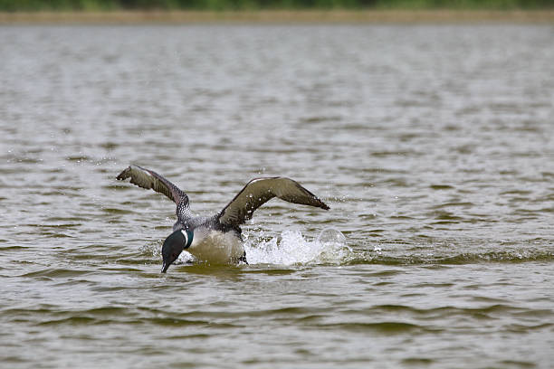 Loon decolagem - foto de acervo