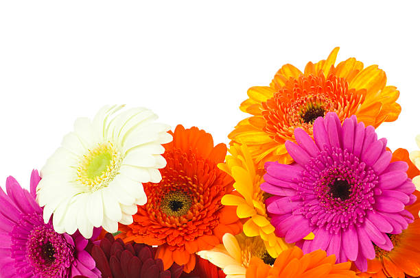 istock Mix of gerber flowers 471601169