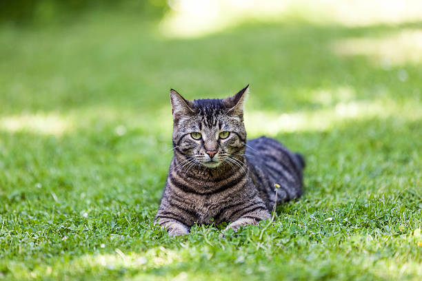 istock cute cat relaxes in the garden 471601411