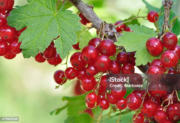 Grosella Roja En Casquillo Foto de stock y más banco de imágenes de Aire libre - Aire libre, Alimento, Antioxidante