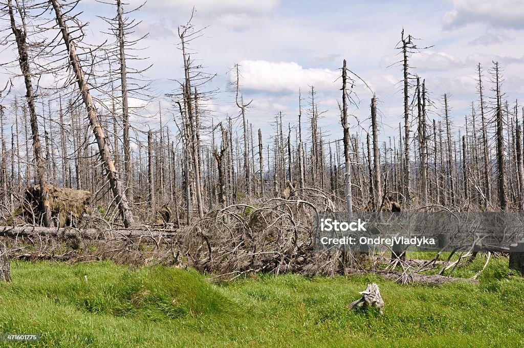 Bosque destruido por barrenillo - Foto de stock de Accidentes y desastres libre de derechos