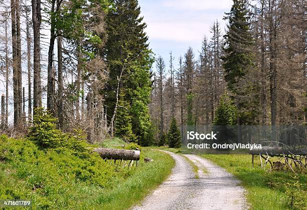 Photo libre de droit de Forêt Détruite Par Scolytinae Latreille banque d'images et plus d'images libres de droit de Agriculture - Agriculture, Arbre, Bois