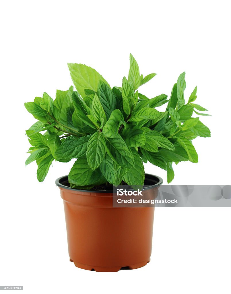 fresh mint leaves fresh mint plant in pot on a white background Backgrounds Stock Photo