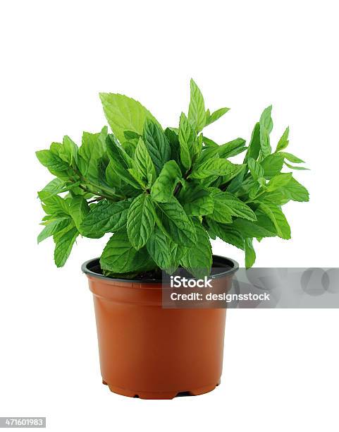 Fresh Mint Leaves Stock Photo - Download Image Now - Backgrounds, Close-up, Food