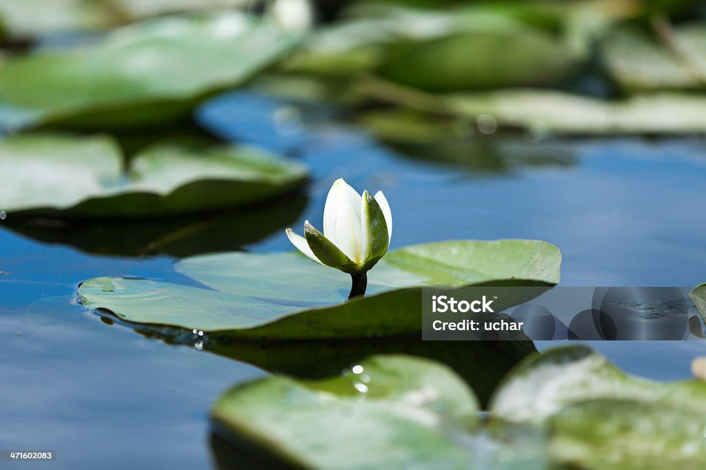 Nenúfar - Foto de stock de Agua potable libre de derechos