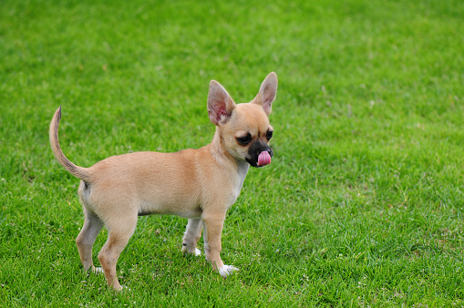 Chihuahua puppy standing on the grass and sticks his tongue out.