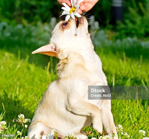 Gra Chihuahua - zdjęcia stockowe i więcej obrazów Chihuahua - Pies rasowy - Chihuahua - Pies rasowy, Fajny, Fotografika