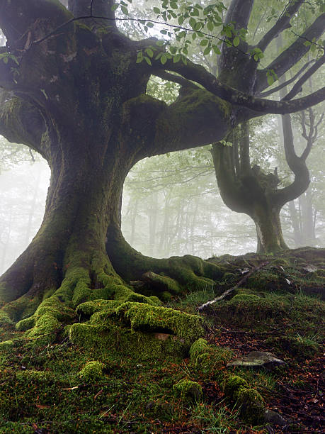 istock mysterious and twisted trees in fog with green roots 471603215