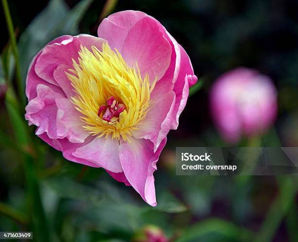 Photo libre de droit de Pivoine Flaming En Forme De Cœur banque d'images et plus d'images libres de droit de Amour - Amour, Coeur - Symbole d'une idée, Fleur - Flore