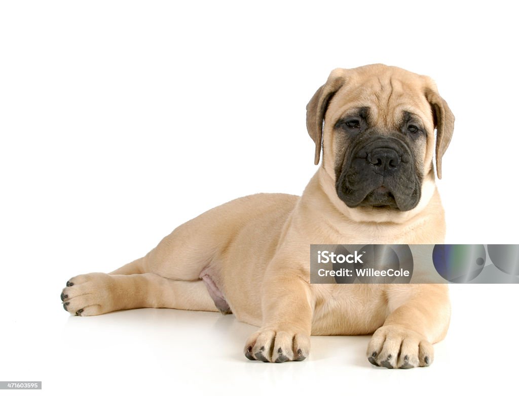 Linda cachorro  - Foto de stock de Bullmastiff libre de derechos