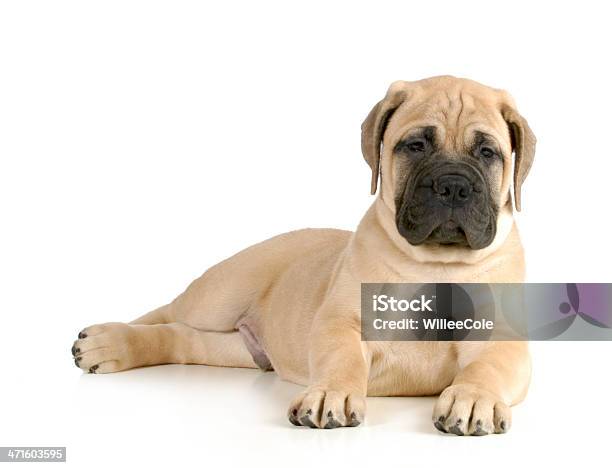 Linda Cachorro Foto de stock y más banco de imágenes de Bullmastiff - Bullmastiff, Acostado, Almohadillas - Pata de animal