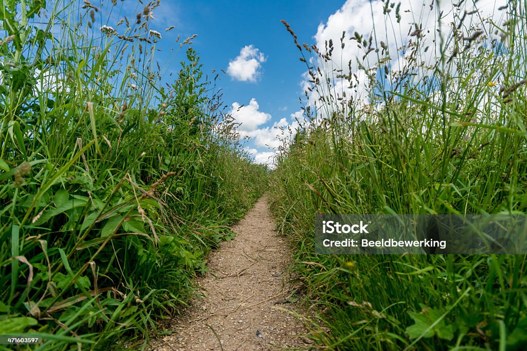 Kleine Natur Strecke mit hoher Pflanzen - Lizenzfrei Aufnahme von unten Stock-Foto