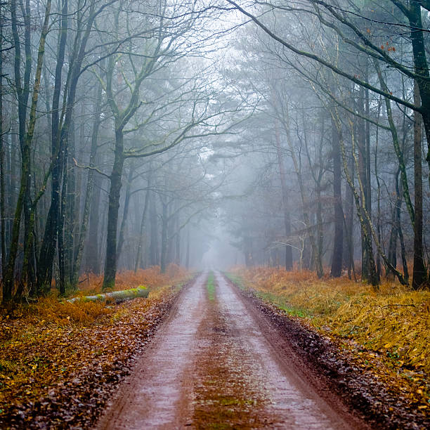 istock Path in a foggy forest 471603822