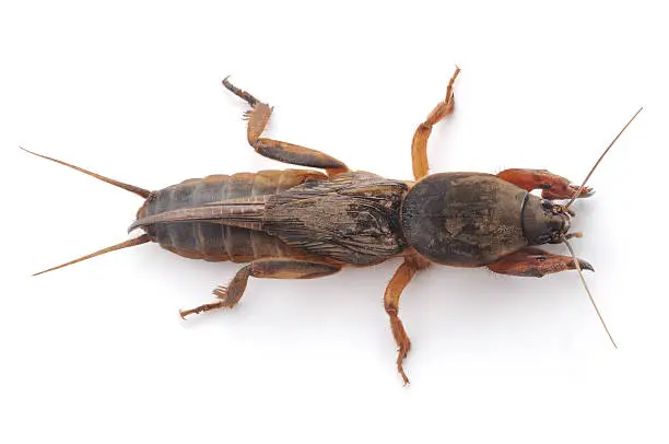 mole cricket isolated on a white background