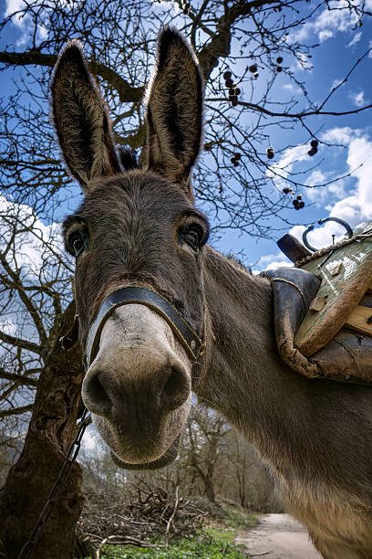 istock Cute donkey's portrait 471604890